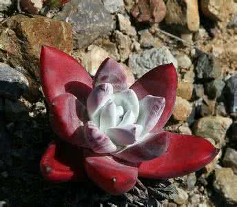 初霜/法瑞诺莎 Dudleya farinose