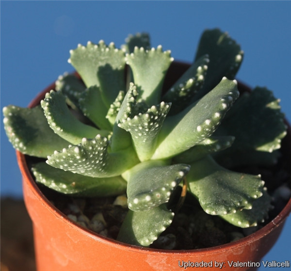 天女云 Aloinopsis malherbei