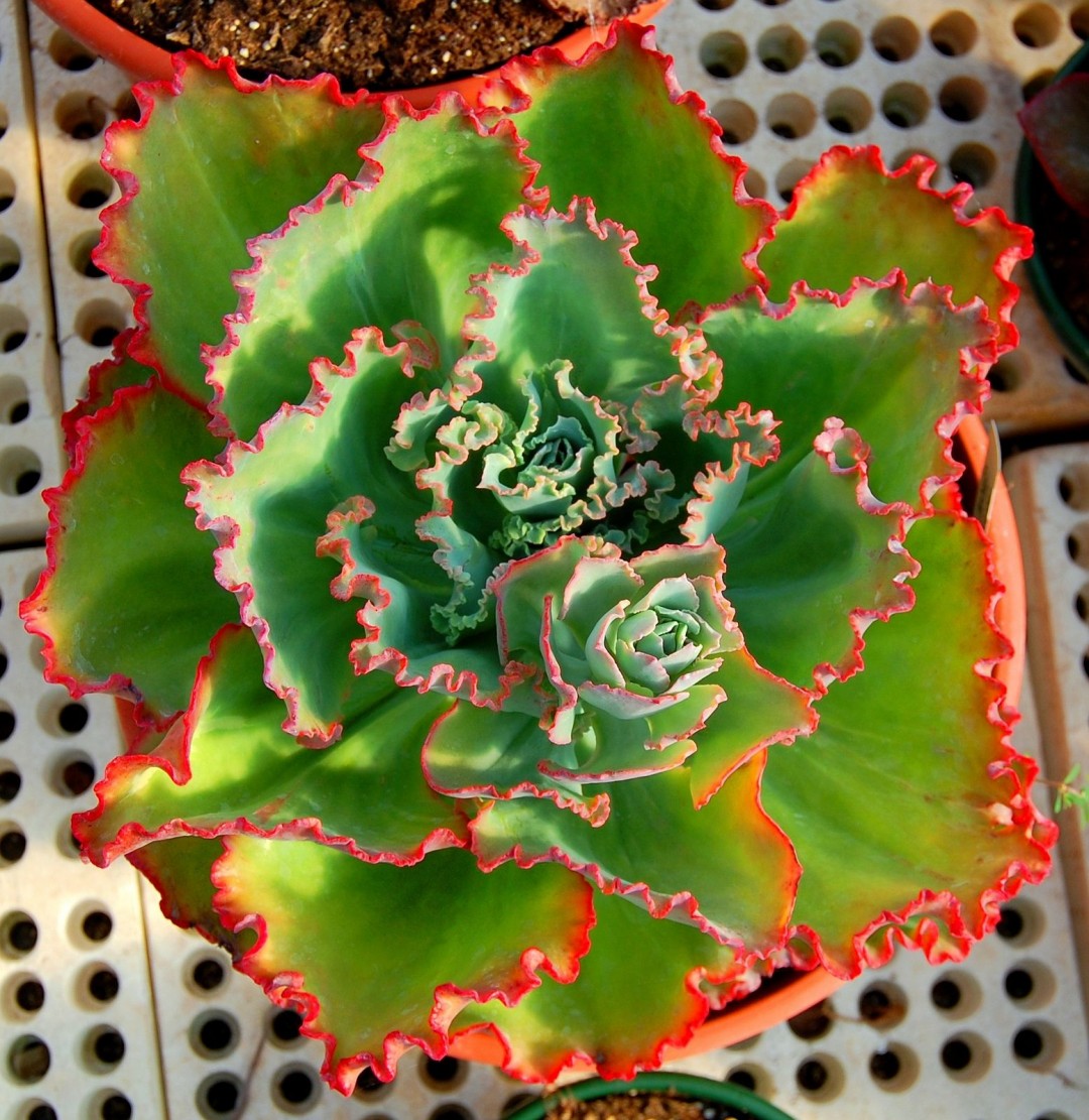 舞会红裙 Echeveria 'Party Dress'