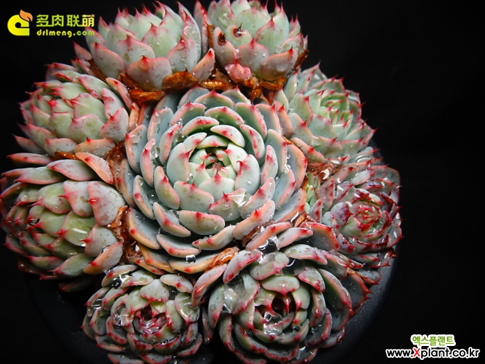 浅蓝 Echeveria Azulita