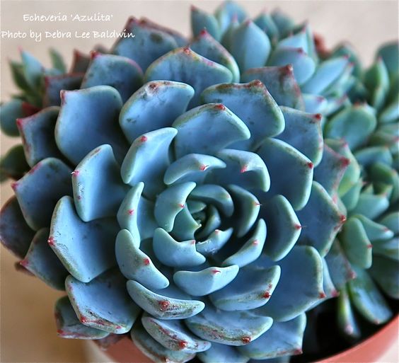 浅蓝 Echeveria Azulita