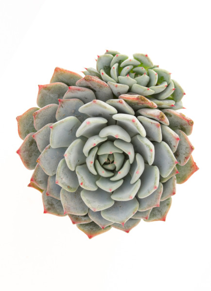 浅蓝 Echeveria Azulita