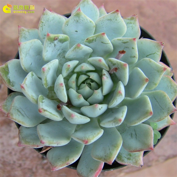 浅蓝 Echeveria Azulita