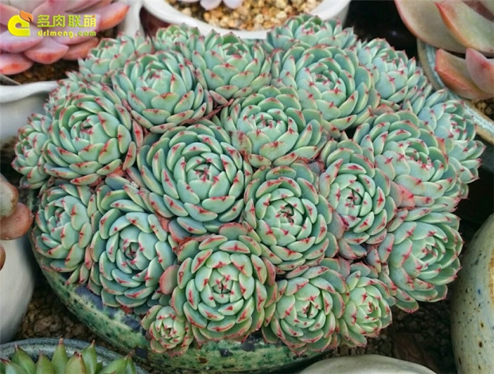 浅蓝 Echeveria Azulita