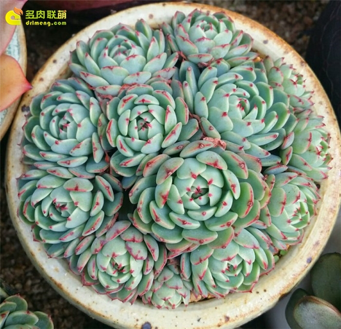 浅蓝 Echeveria Azulita