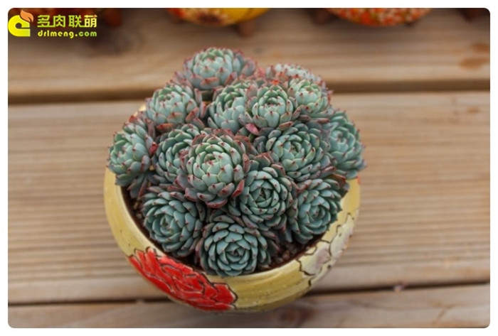 浅蓝 Echeveria Azulita