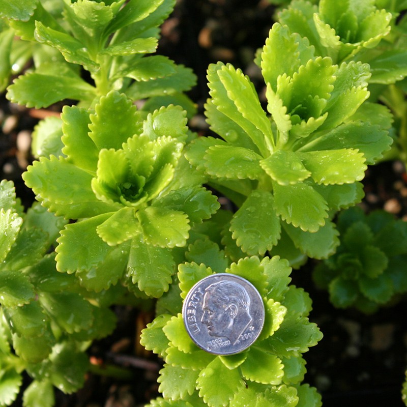 竹岛景天 Sedum takesimense