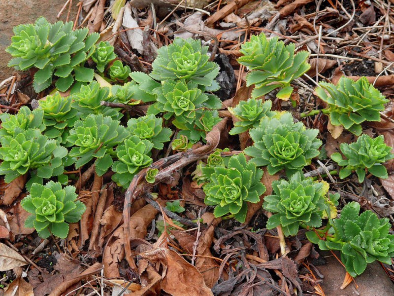 竹岛景天 Sedum takesimense