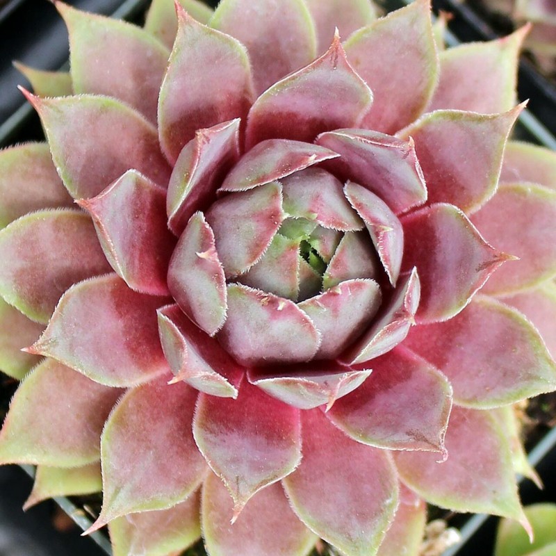 Sempervivum Rose Queen'