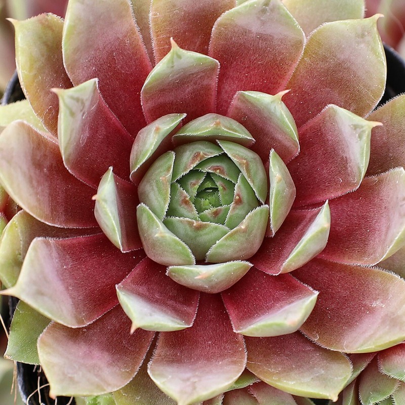 Sempervivum Rose Queen'