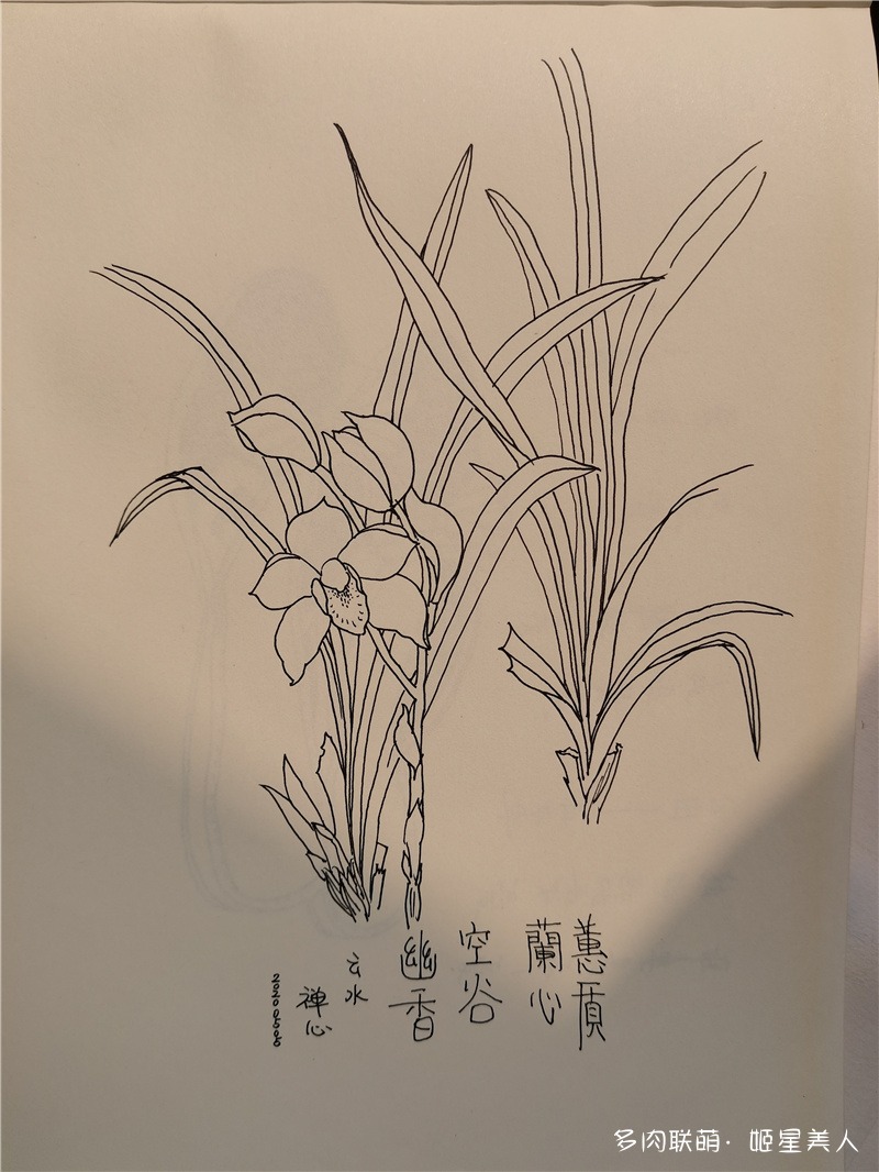 兰花手绘