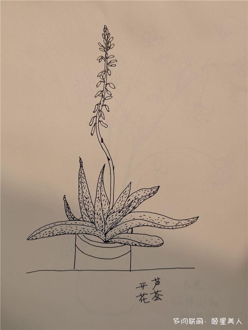 芦荟开花手绘