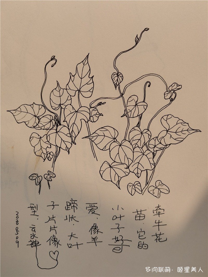 牵牛花手绘