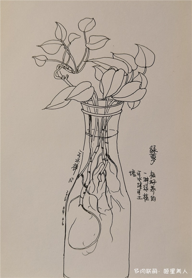 绿萝手绘