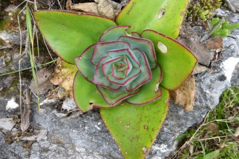 钢叶莲 Echeveria subrigida