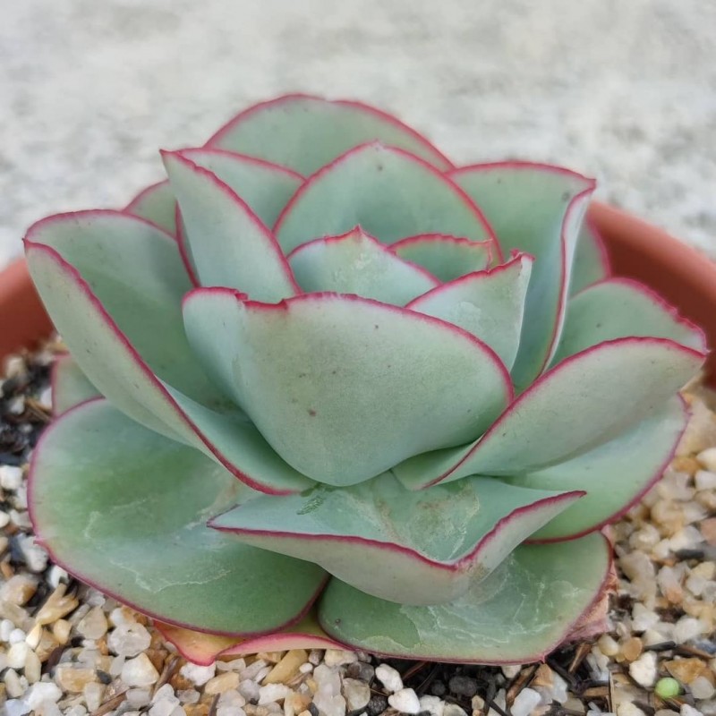 钢叶莲 Echeveria subrigida