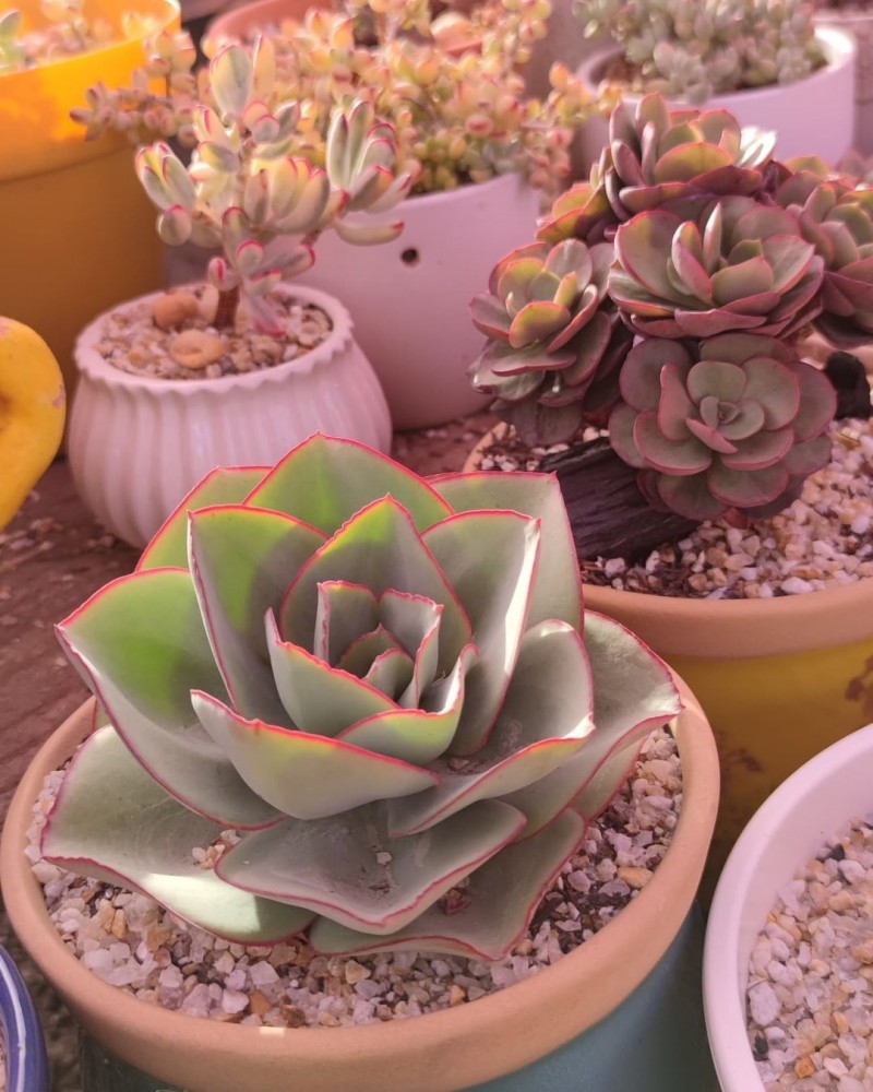 钢叶莲 Echeveria subrigida