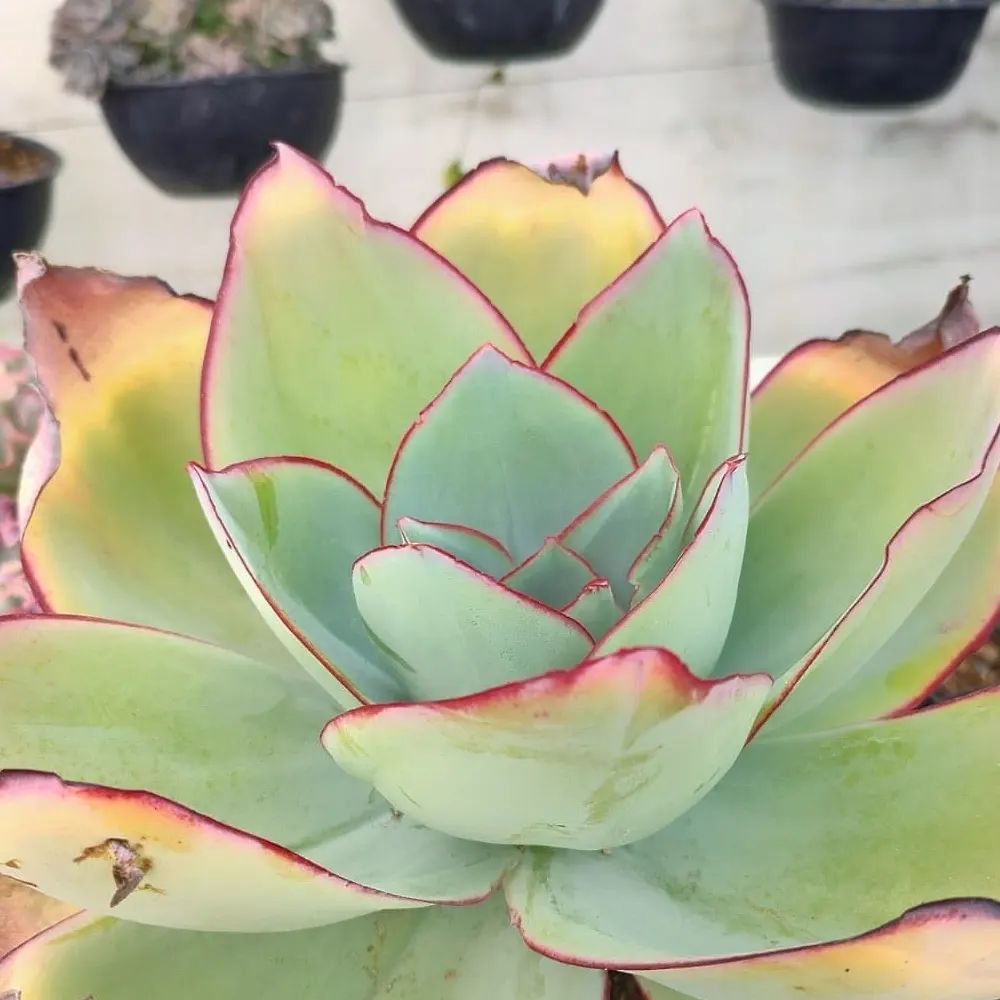 钢叶莲 Echeveria subrigida