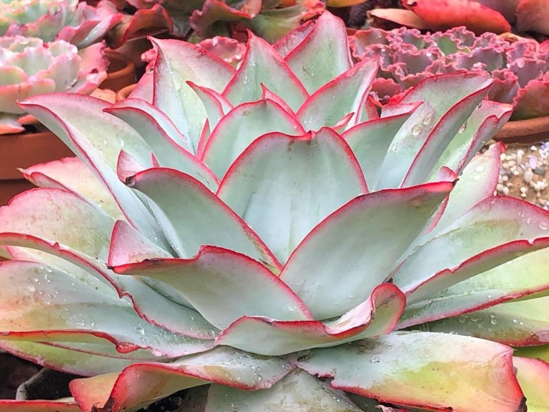 钢叶莲 Echeveria subrigida