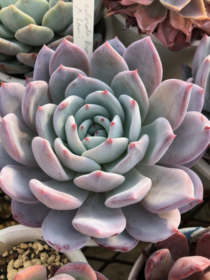 雪莲系 Echeveria 'Tomo'/Echeveria 'Friend'