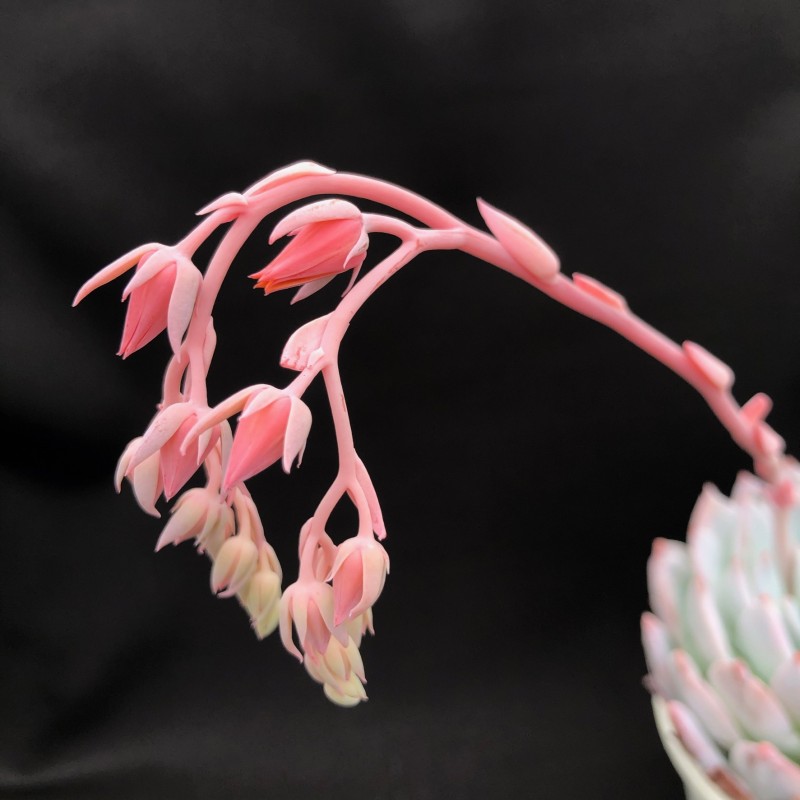 雪莲系 Echeveria 'Tomo'/Echeveria 'Friend'