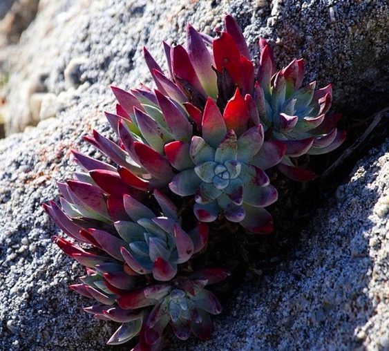 初霜/法瑞诺莎 Dudleya farinose