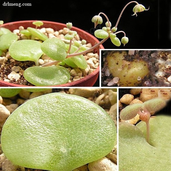 银富鳞 Crassula nemorosa