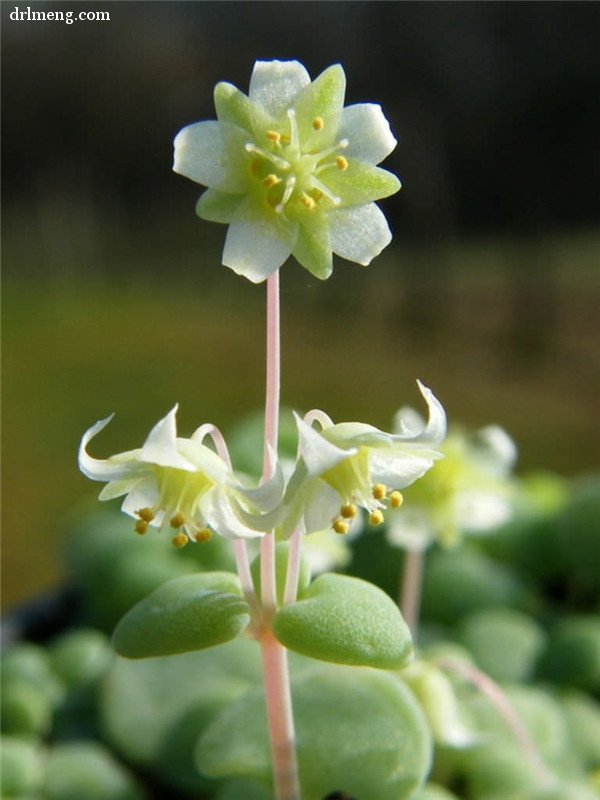 银富鳞 Crassula nemorosa