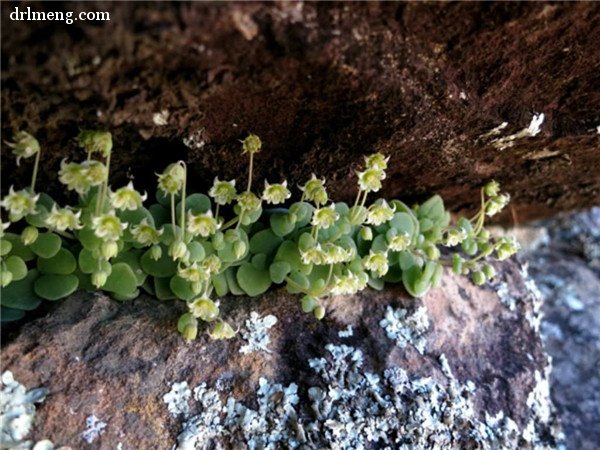 银富鳞 Crassula nemorosa