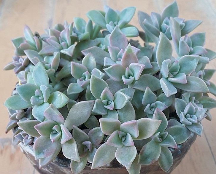 Graptopetalum cv. Purple Haze