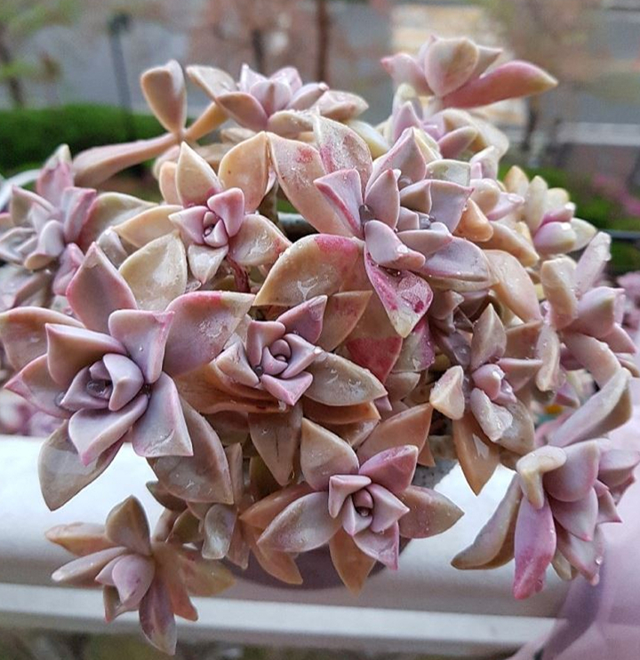 Graptopetalum cv. Purple Haze