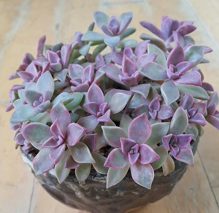 Graptopetalum cv. Purple Haze