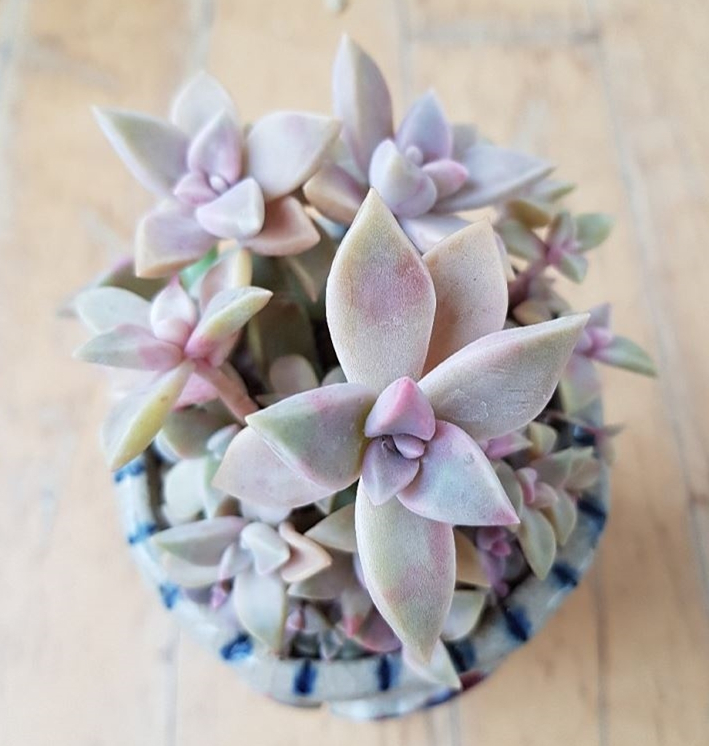 Graptopetalum cv. Purple Haze