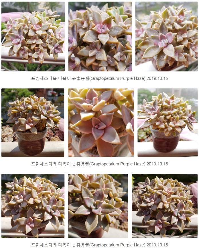 Graptopetalum cv. Purple Haze