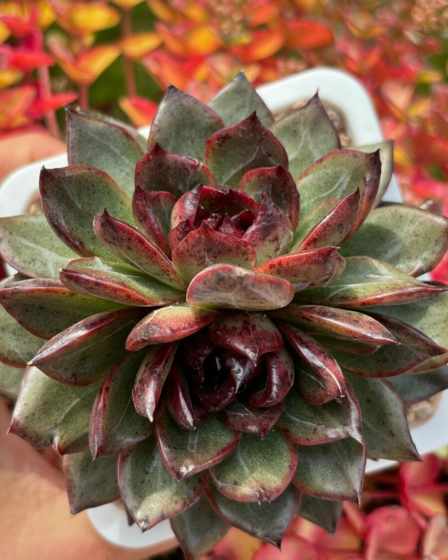 Echeveria 'Black Bear' 黑熊？