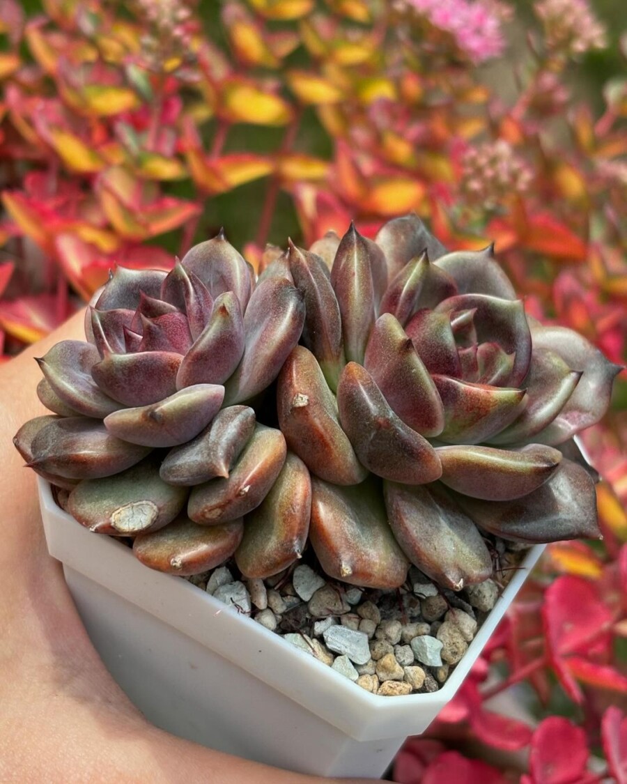 Echeveria 'Black Mamba' 黑曼巴？