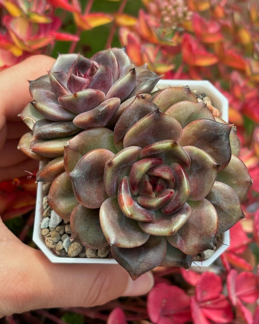 Echeveria 'Black Mamba' 黑曼巴？