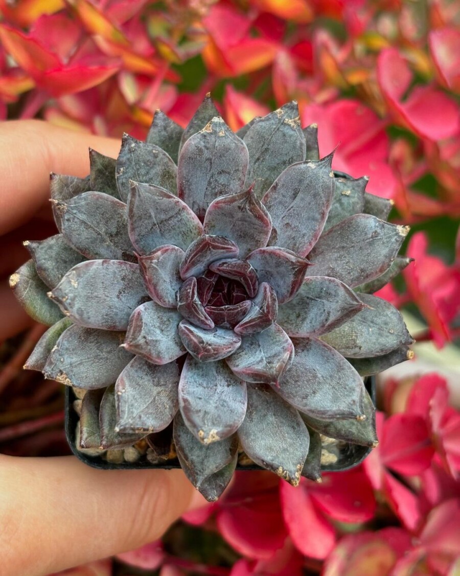 Echeveria 'Black Pearl' 黑珍珠？