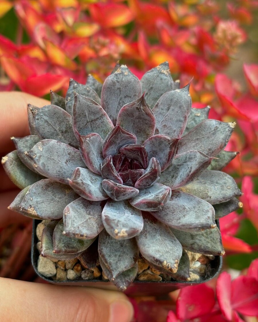 Echeveria 'Black Pearl' 黑珍珠？