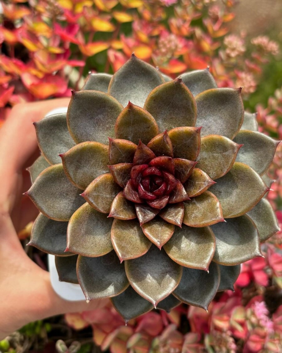 Echeveria 'Chocolate Mousse' 巧克力慕斯？