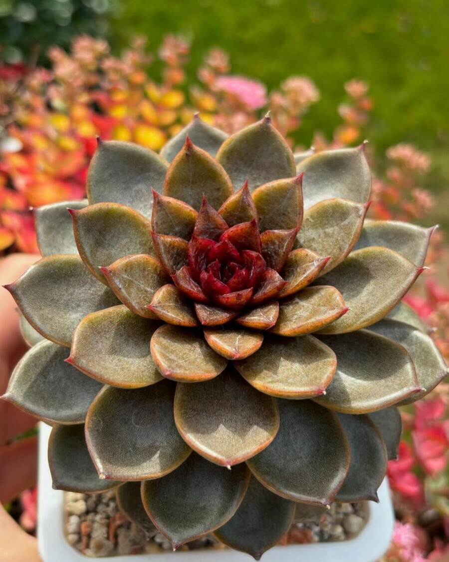 Echeveria 'Chocolate Mousse' 巧克力慕斯？