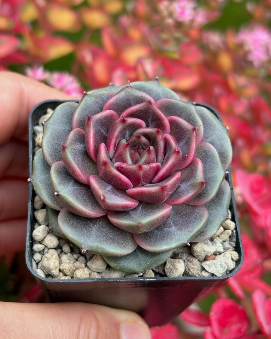 Echeveria 'Cindy'