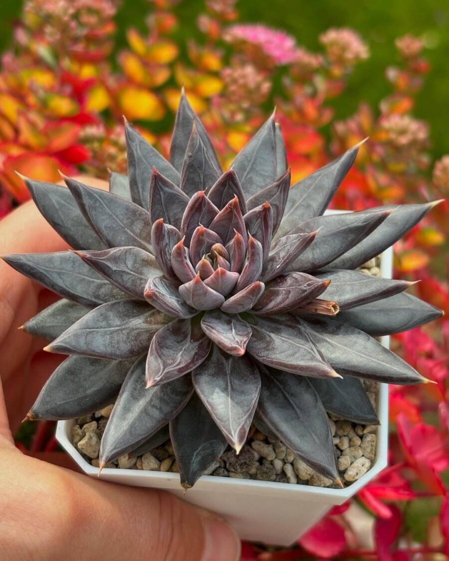 吴钩 Echeveria craigiana