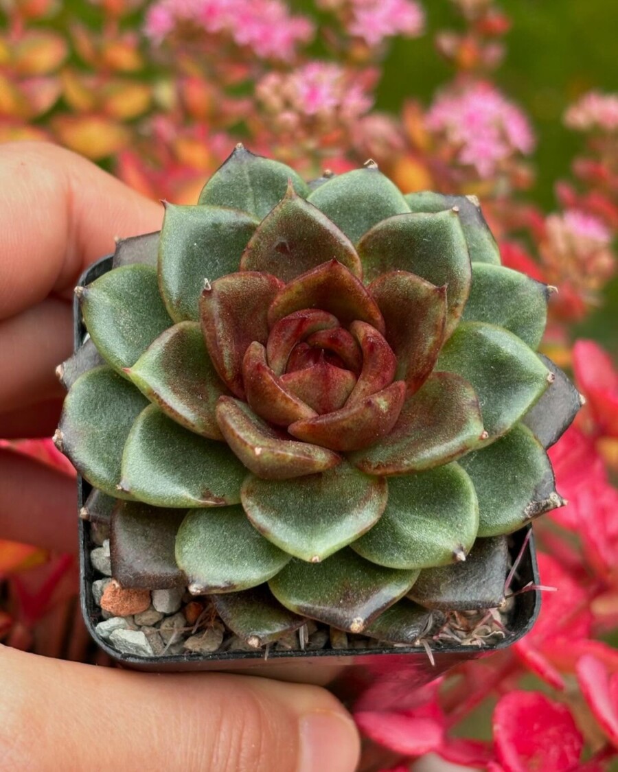 Echeveria 'Magic Choco' 魔法巧克力？