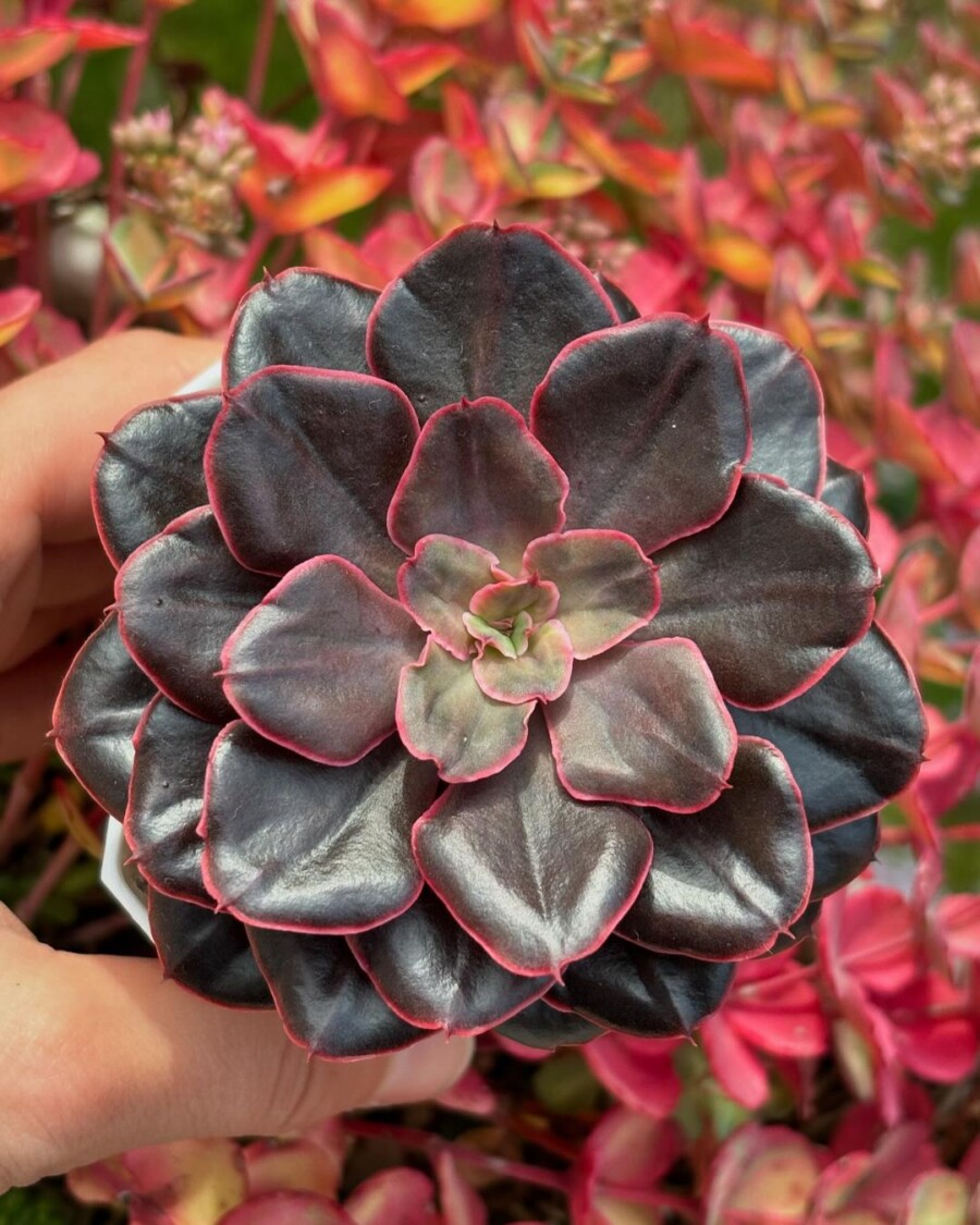 紫焰、沙微红 Echeveria 'Painted Frills'