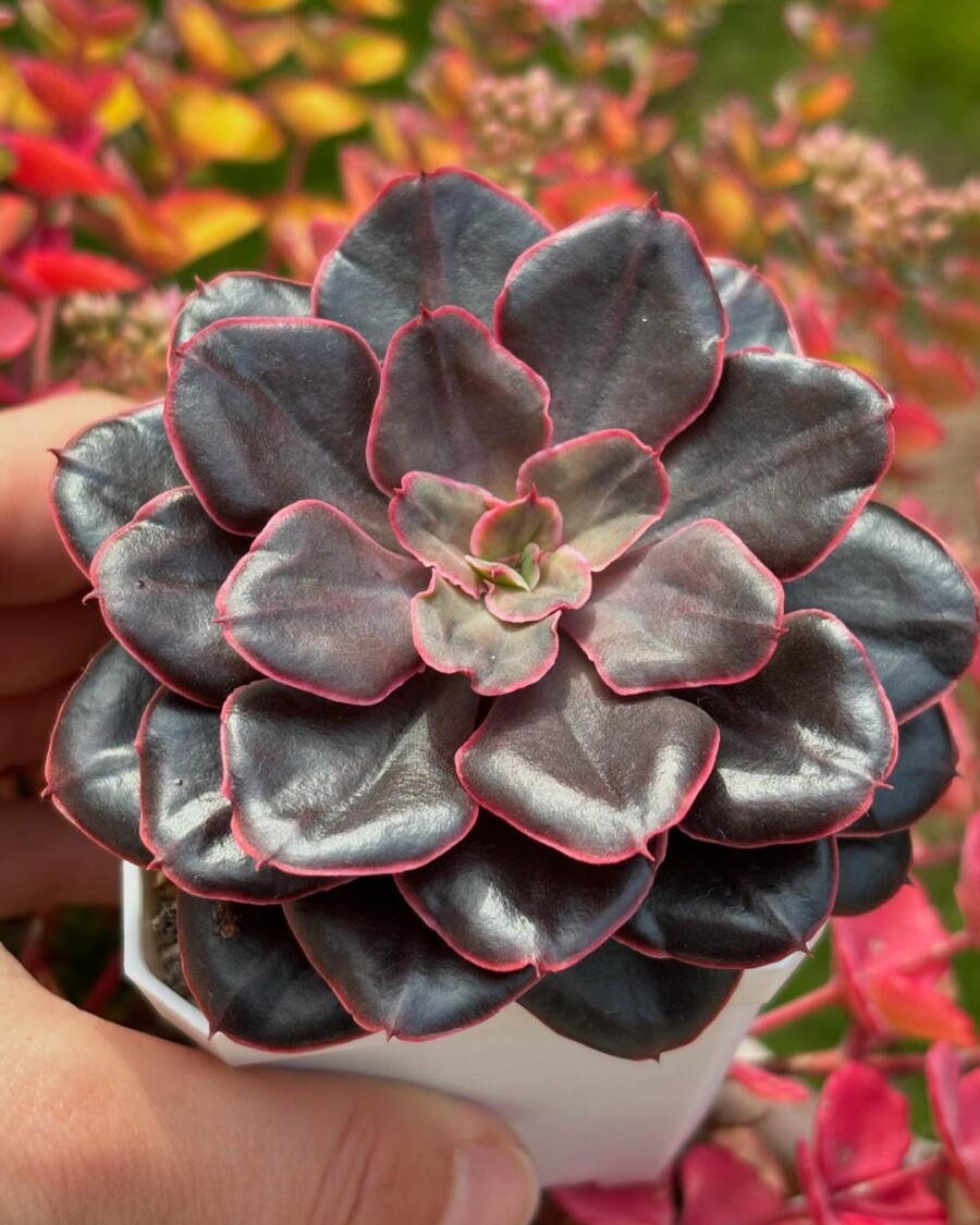 紫焰、沙微红 Echeveria 'Painted Frills'