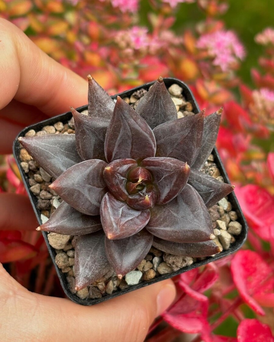 杜里万莲杂古紫Echeveria tolimanensis x affinis