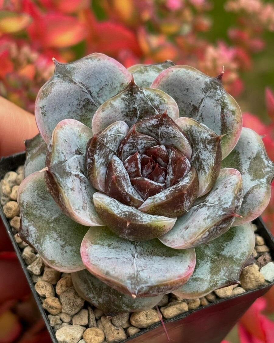 Echeveria 'White Soul' 白雪？