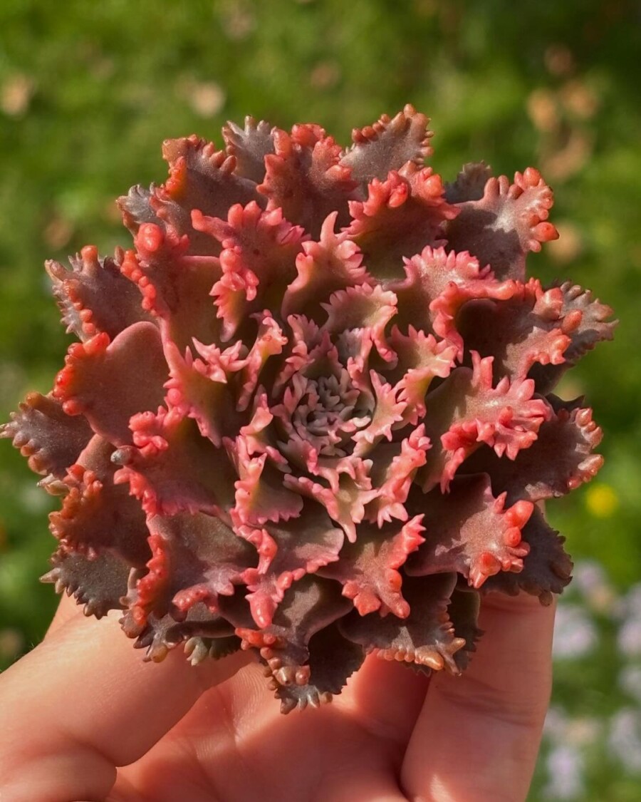 xGraptoveria 'Starfire' 星火？