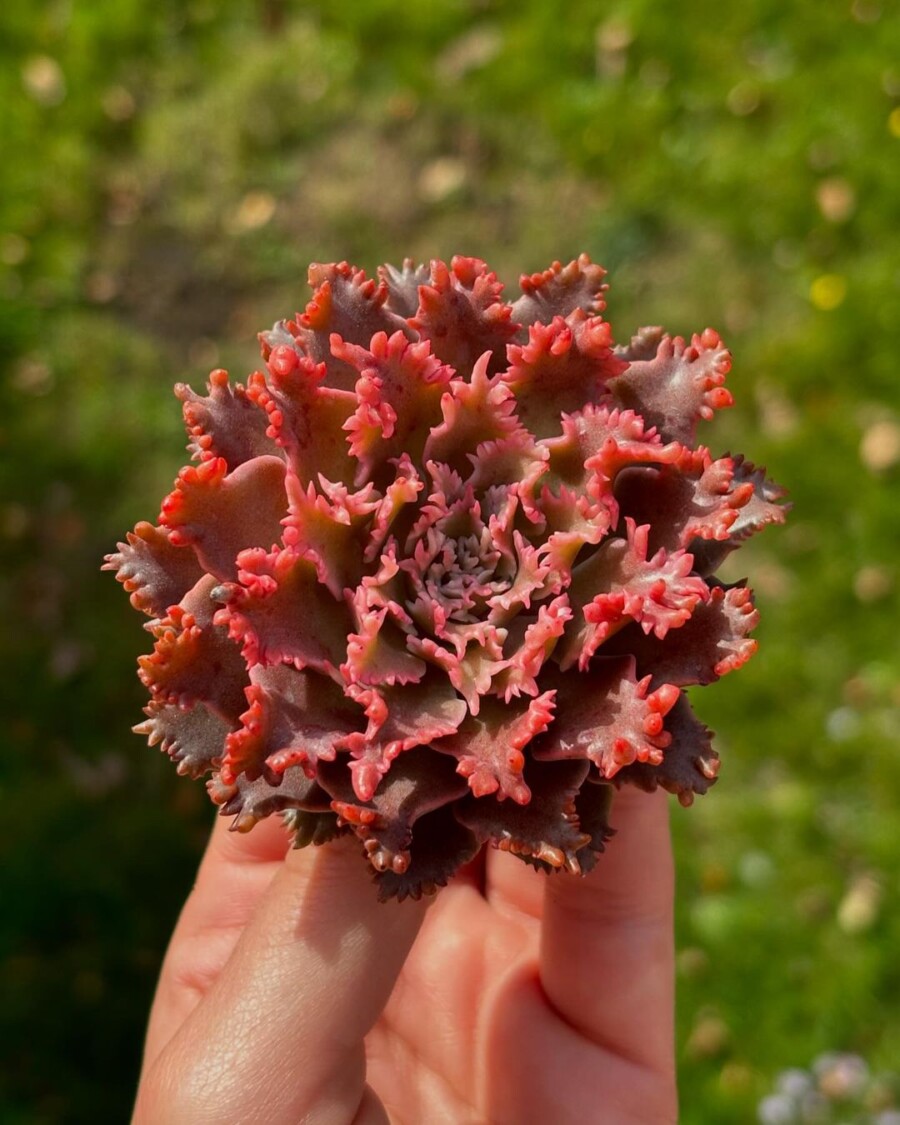 xGraptoveria 'Starfire' 星火？